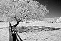 Picture Title - fence and tree