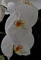 Picture Title - orchid