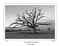 Picture Title - Tree of Life