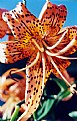 Picture Title - Tiger Lily