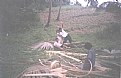 Picture Title - Playing Buri Leaves