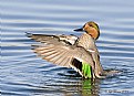 Picture Title - Green-winged Teal