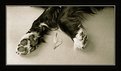 Picture Title - Mister Fido's paws