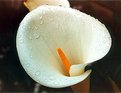 Picture Title - arum lily...