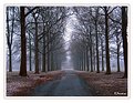 Picture Title - Lovers Lane