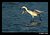 White Morph Redish Egret Dancing