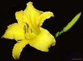 Picture Title - Hemerocallis flava L.