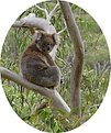 Picture Title - Xmas Koala ?
