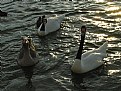 Picture Title - patos amigos