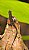 Brown Anole Lizard on Cypress Knee