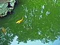 Picture Title - Fishes & Reflection