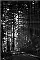 Picture Title - Forest Rays