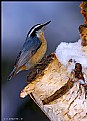 Picture Title - Nuthatch