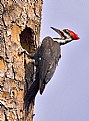 Picture Title - Male Pileated Woodpecker at work.