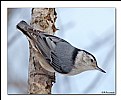 Picture Title - Another Nuthatch