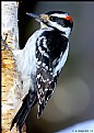 Picture Title - Downey Woodpecker