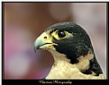 Picture Title - Peregrine Falcon