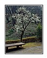 Picture Title - Solitude of a tree in bloom