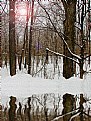 Picture Title - Winter in the Woods