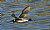 Northern Pintail in flight