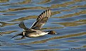 Picture Title - Northern Pintail in flight