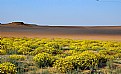 Picture Title - sand & flower