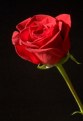 Picture Title - Single Rose