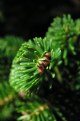 Picture Title - Pine tree macro