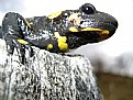 Picture Title - SALAMANDER 2