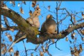 Picture Title - Winter Doves