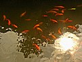 Picture Title - Fishes & Reflections