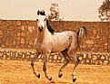 Picture Title - the Arabian pretty horse