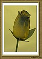 Picture Title - Balsa Wood Rose