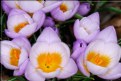 Picture Title - Spring Crocus 2