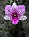 Picture Title - Orchid Show