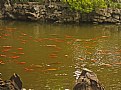 Picture Title - Red Fishes