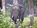 Picture Title - Attacking tusker