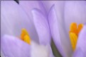 Picture Title - Spring Crocus 6