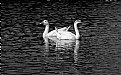Picture Title - Swan lake