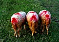 Picture Title - Sheepy Red