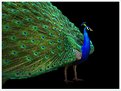 Picture Title - Peacock Dance