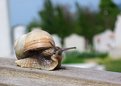 Picture Title - Way of the snail