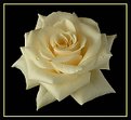 Picture Title - White Rose