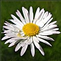 Picture Title - Garden Daisy