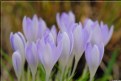 Picture Title - Spring Crocus 13