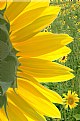 Picture Title - Sun Flowers