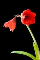 Picture Title - Amaryllis