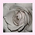 Picture Title - Wet Rose/Rosa Mojada