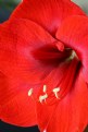 Picture Title - Amaryllis 3