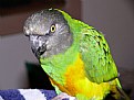 Picture Title - Portrait of a Parrot